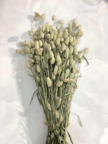 XL Trockenblume Bund Phalaris Natur